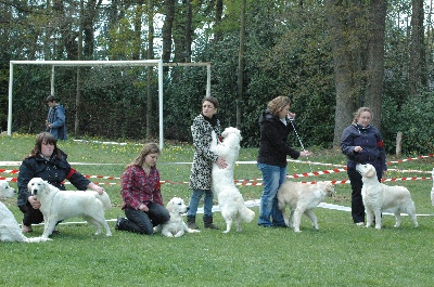 Des Glycines Enchantées - Photos de la régionale d'élevage retriever à ST Lézin 15 avril 2012