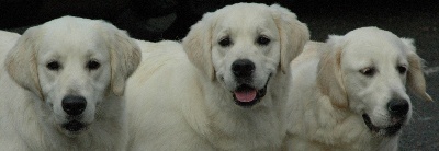 Des Glycines Enchantées - Paris Dog Show 7 janvier 2012