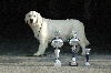  - Guidelle exposition canine internationale Angers 23-3-12