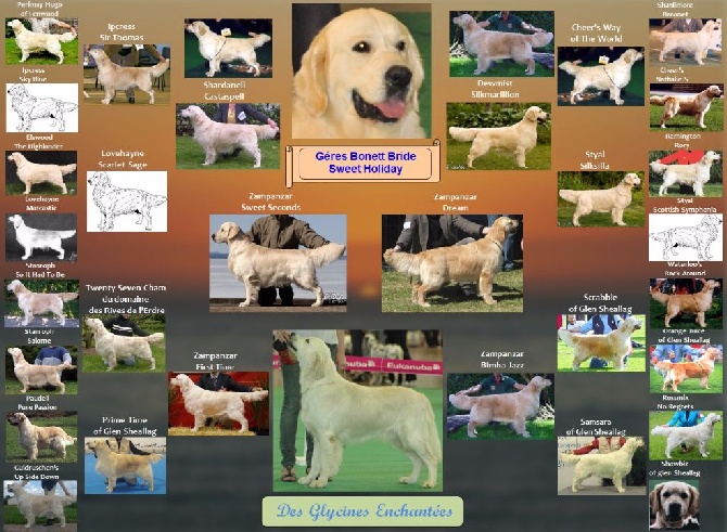 Des Glycines Enchantées - Pedigree Géres Bonett Bride Sweet Holiday