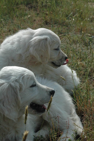 Giai et Guidelle