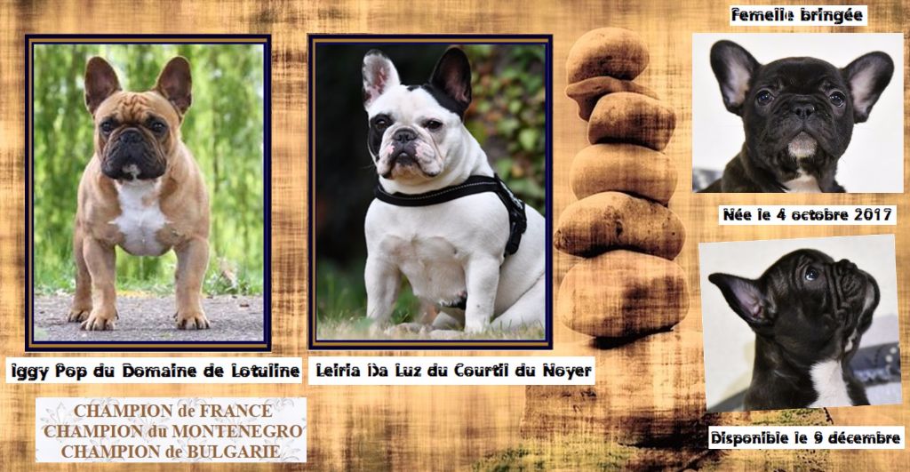 Des Glycines Enchantées - Bouledogue français - Portée née le 04/10/2017